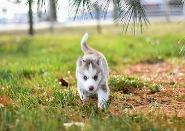 white animal run dog