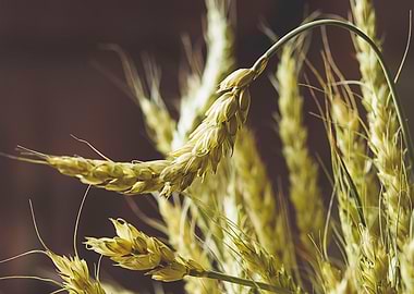 wheat