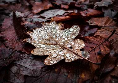 A fallen oak leaf