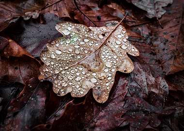 A fallen oak leaf