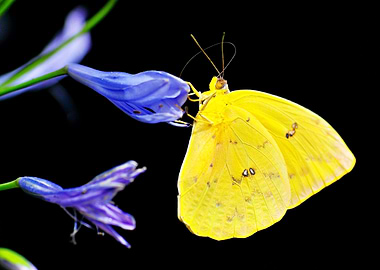 Butterfly and flower