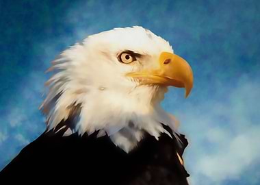 Eagle portrait