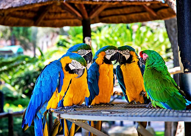 Five Parrots