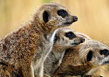 Three meerkats