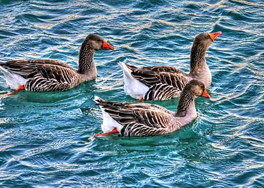 Three ducks on the water