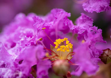 Purple Yellow Flowers