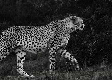 black night cheetah