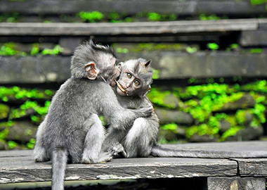 Two Monkeys Cuddling