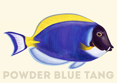 Powder Blue Tang Fish