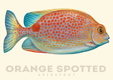 Orange Spotted SpineFoot
