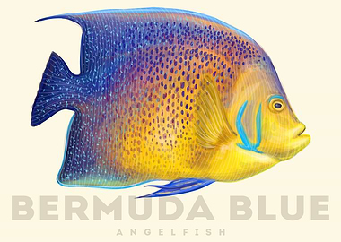 Bermuda Blue AngelFish