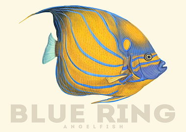 BlueRing AngelFish