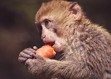Barbary Monkey