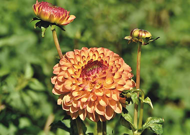 Orange Dahlias