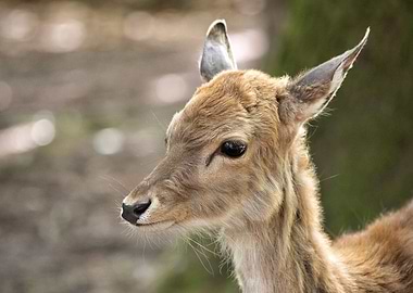Cute Fallow Deer