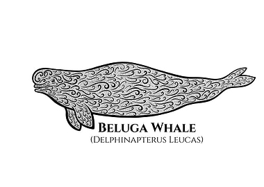 Beluga Whale with Names