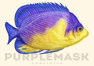 PurpleMask AngelFish