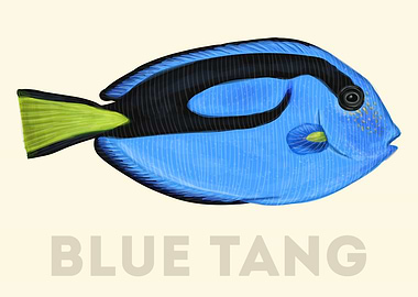 BlueTang Fish
