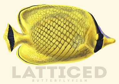 Latticed Butterfly Fish