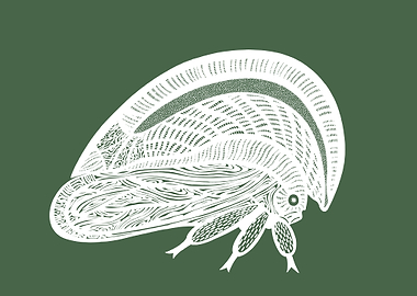 Treehopper Insect Ink Art