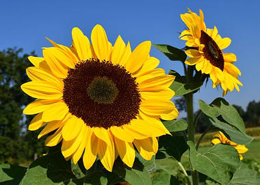 Giant Sunflowers