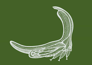 Treehopper Bug Ink Art