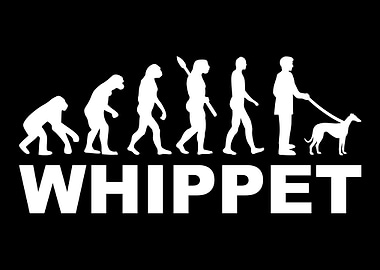 Whippet