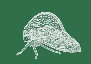 Treehopper Insect Ink Art