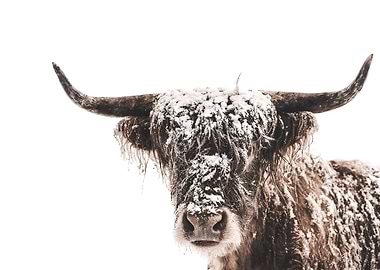 Scottish Highland Cow