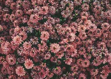 Flower Pink