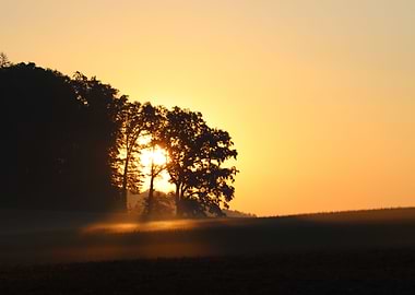 Sunrise Morning Tree