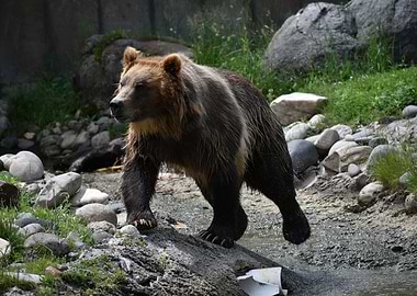 Brown Bear Walking