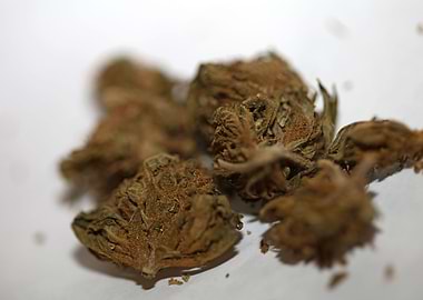 Super lemon haze CBD macro