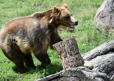 Grizzly at play