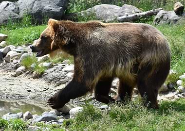 Brown Grizzly Bear