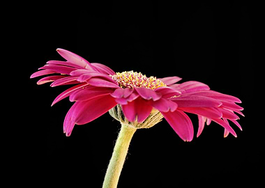 Gerbera Flower