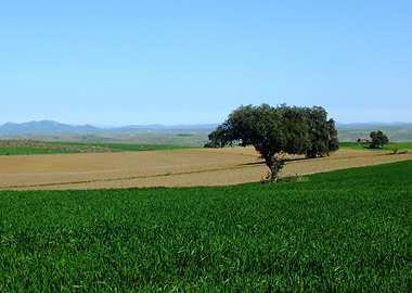 Green Extremadura spring