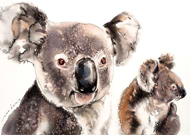 Koala Kinship