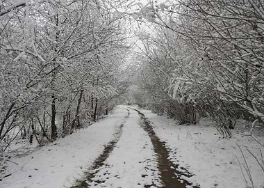Winter scenery after snow