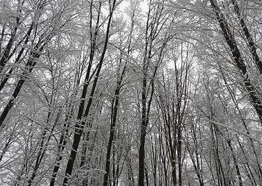Winter scenery after snow