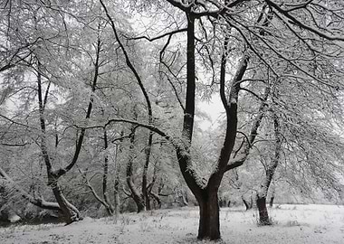 Winter scenery after snow