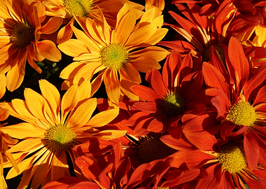 Autumn Flowers
