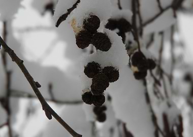 Winter scenery after snow
