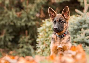 Autumn German Shepherd