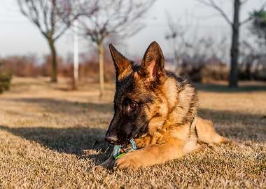 German shepherd playing