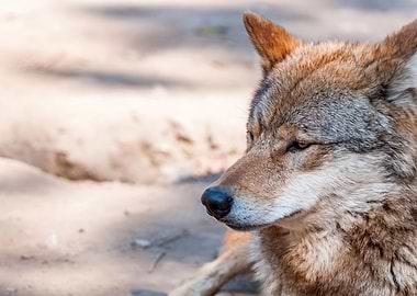 Wolf portrait