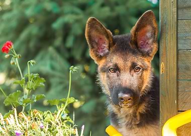 Curious German Shepherd
