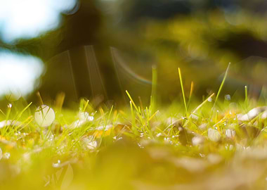 Dewy grass