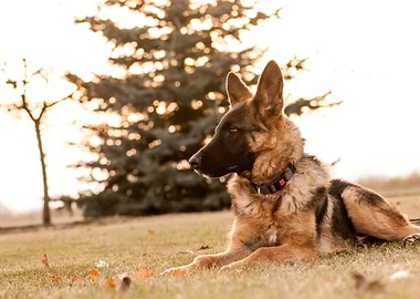 German shepherd resting
