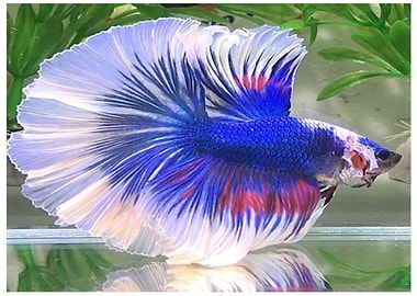 blue all body white fin